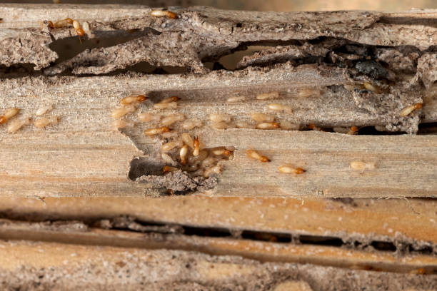 Best Cockroach Control Services  in Enetai, WA